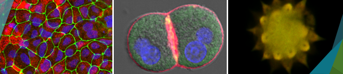 confocal ifise copia