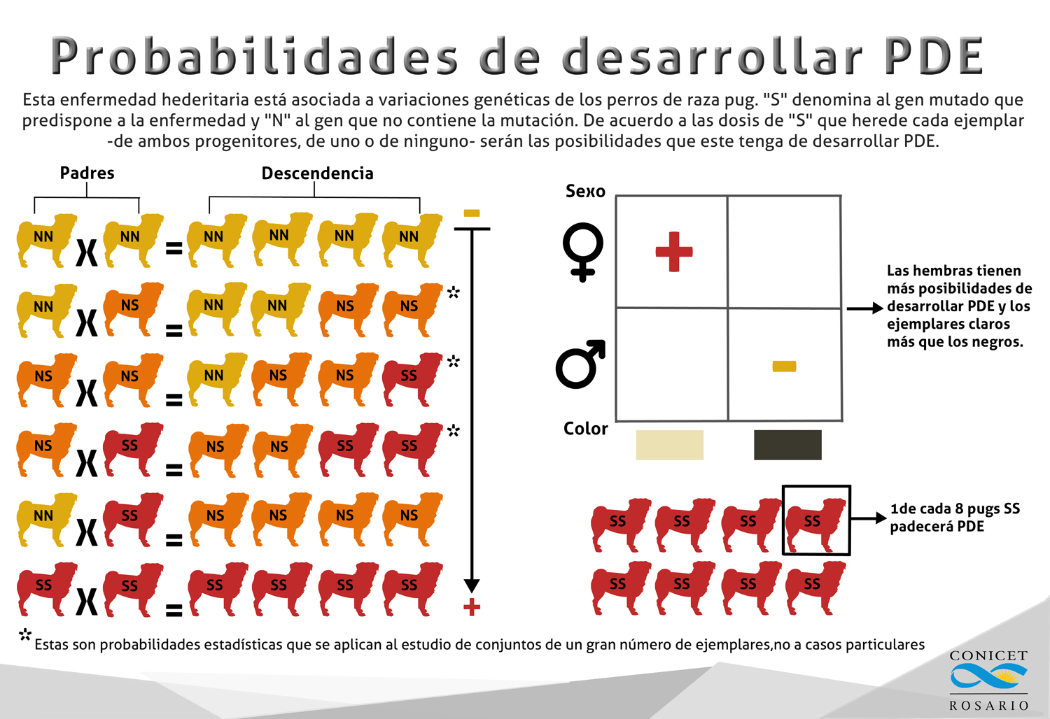 infografia pug compacto