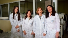 CIENCIAS AGRARIAS, INGENIERÍA Y DE MATERIALES. Girasol: revelan mecanismo que podría abrir camino hacia nuevas estrategias de mejoramiento genético