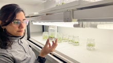 CIENCIA Y AGRO. Científicos del CONICET Rosario mejoran genéticamente cebada argentina con fines industriales